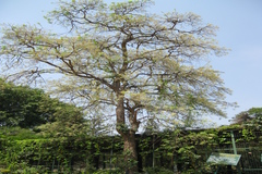 Chloroxylon swietenia